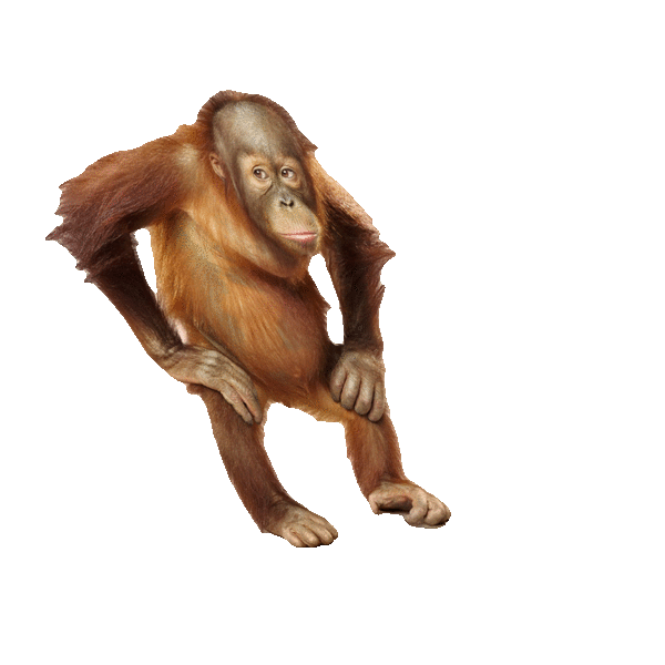 dancing orangutan