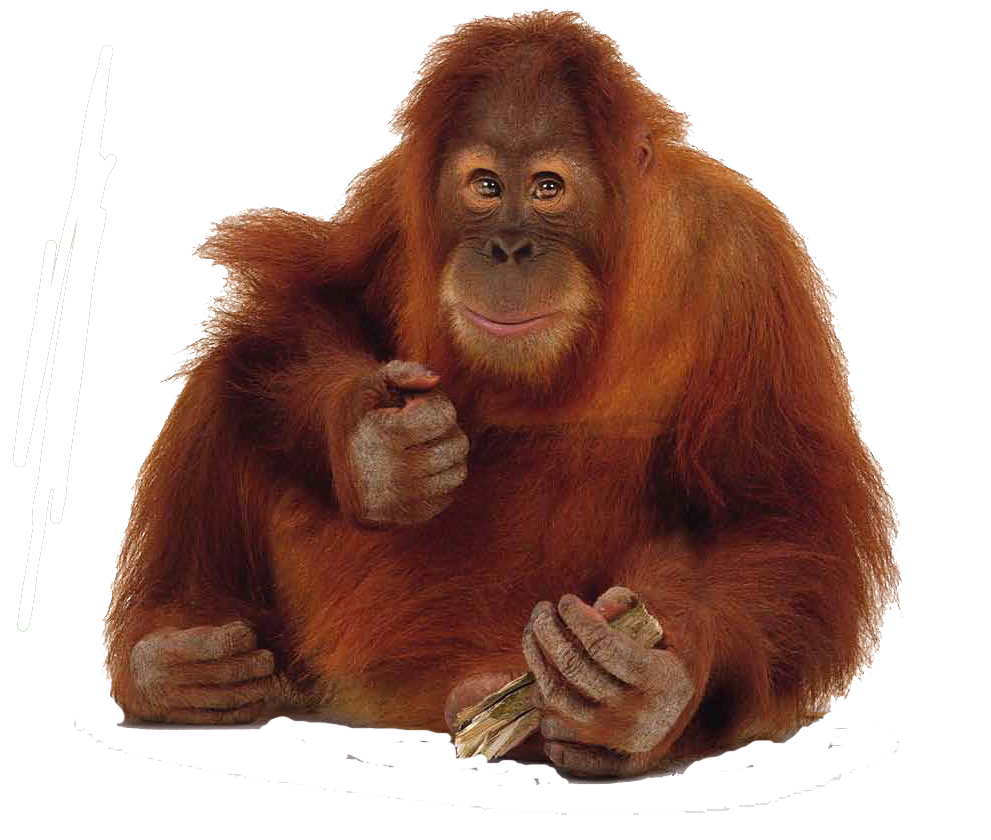 Orangutan
