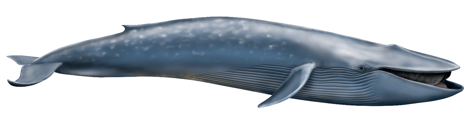 Whale